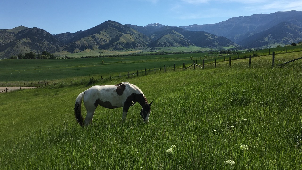 Photo of Others in Bozeman