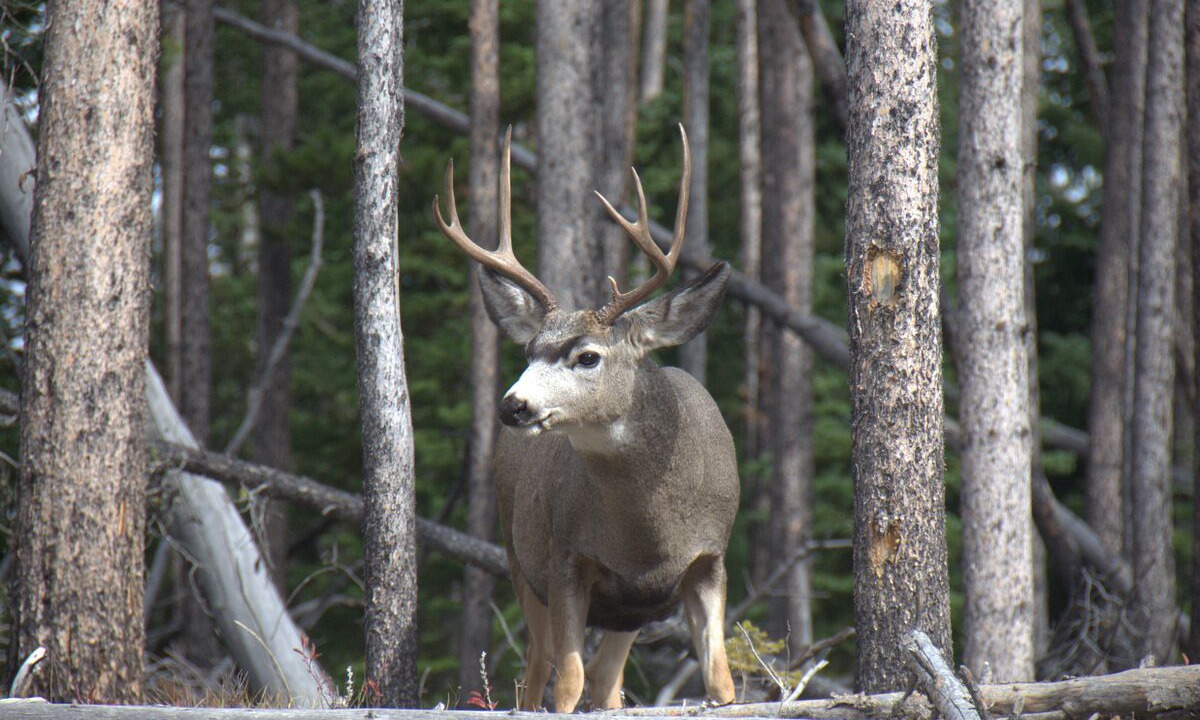Photo of Others in Big Sky Meadow Village