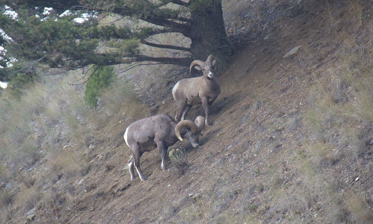 Photo of Others in Big Sky Meadow Village