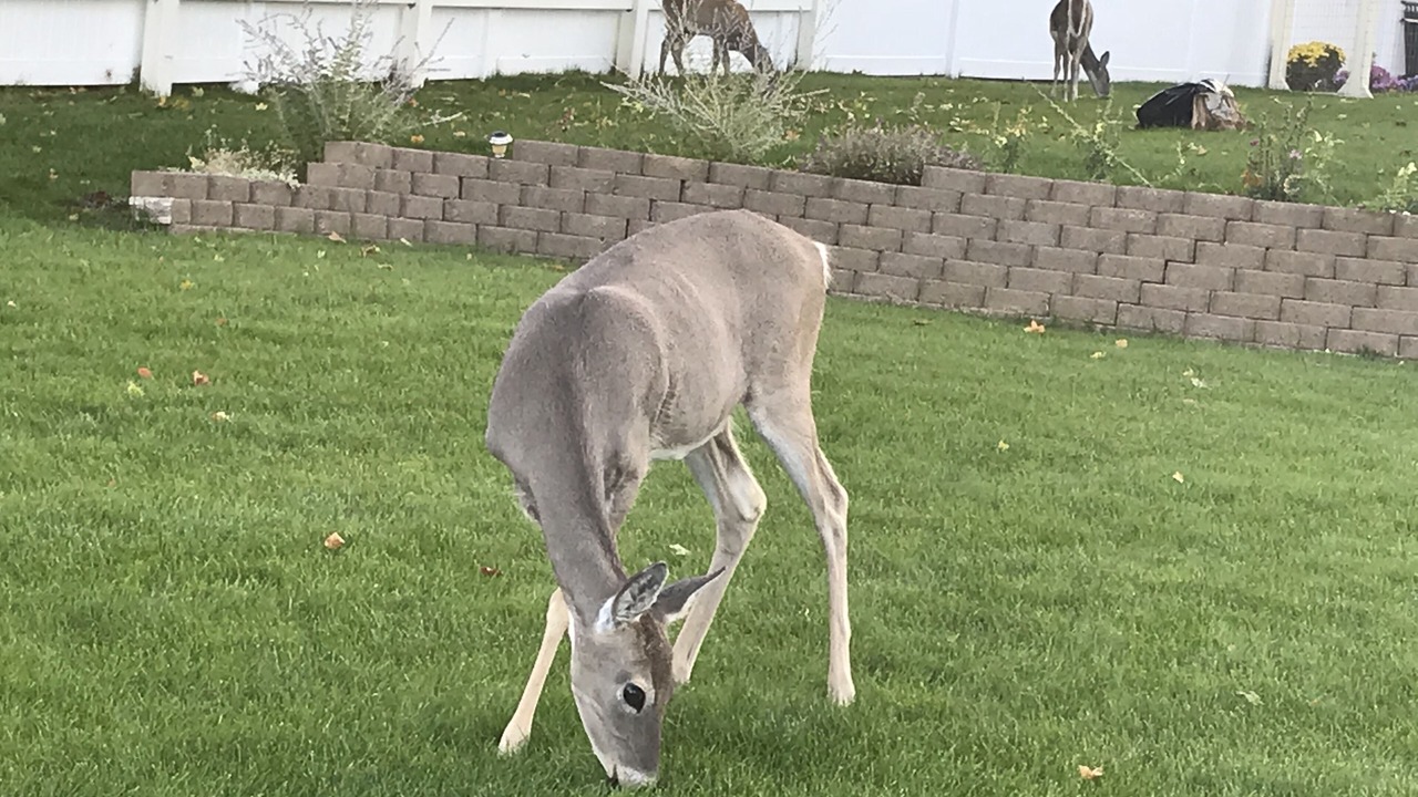 Photo of Outdoor in Miller Creek