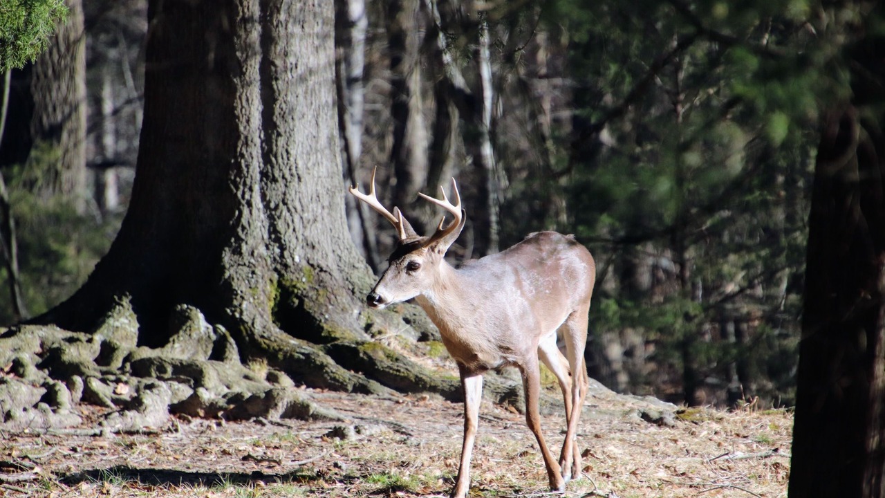 Photo of Others in Bowling Green