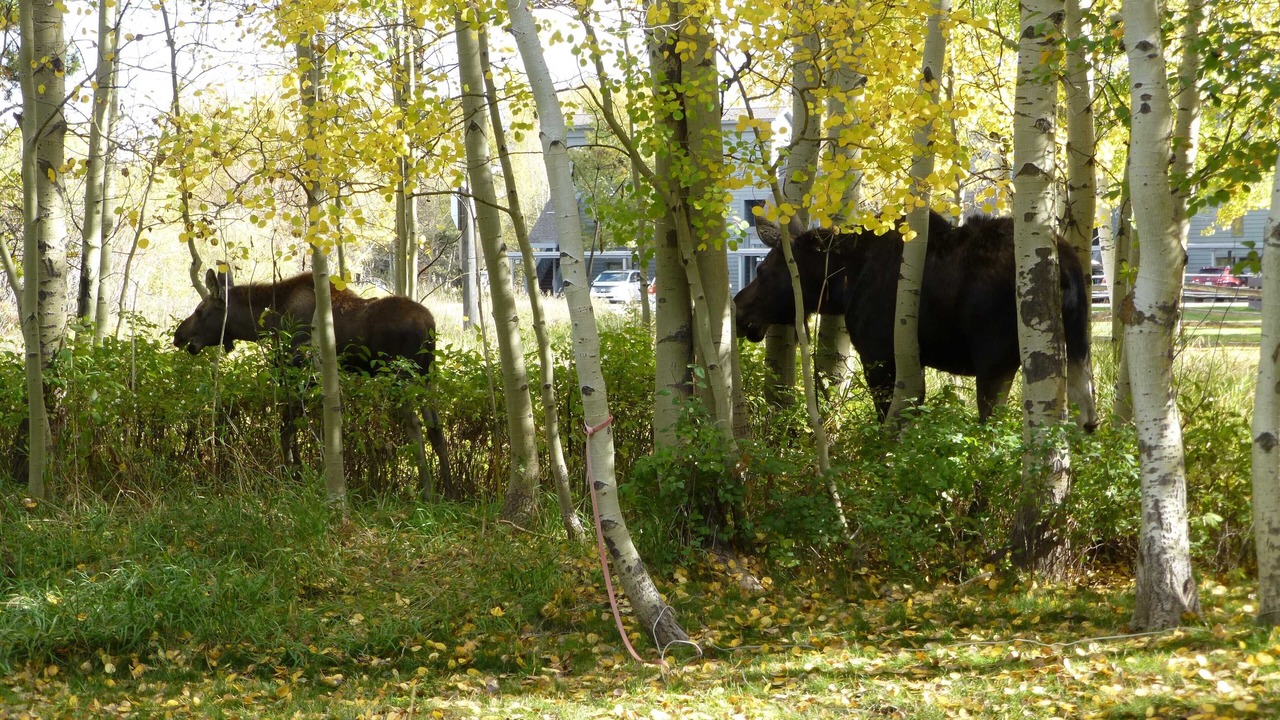 Photo of Others in Moose Wilson Road