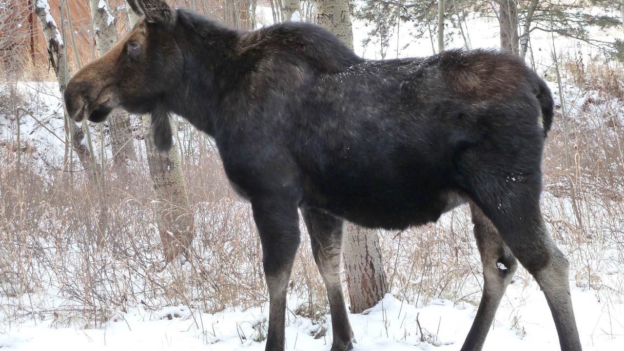 Photo of Others in Moose Wilson Road