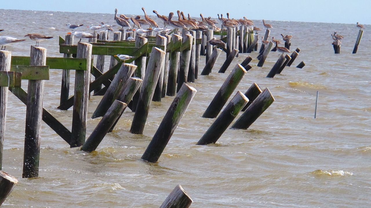 Photo of Others in Henderson Point