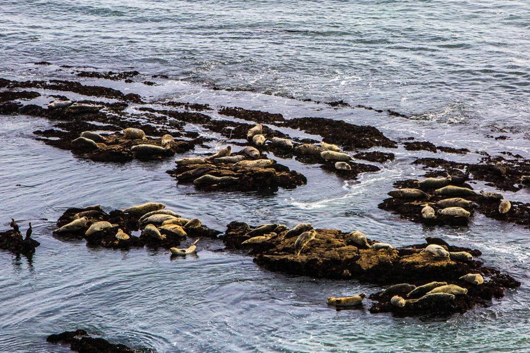 Photo of Human In Picture in Montara