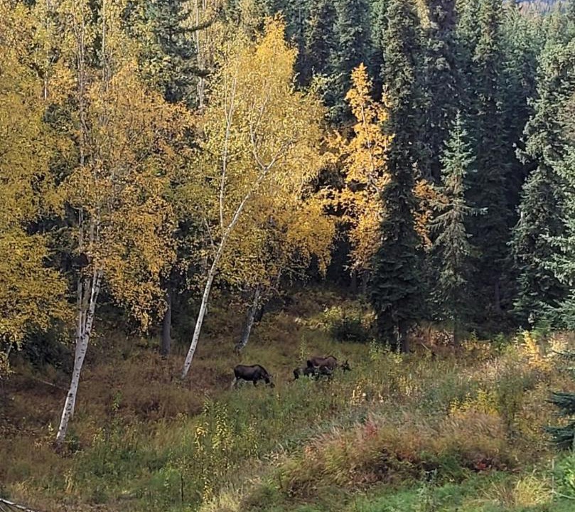 Photo of Others in Fairbanks