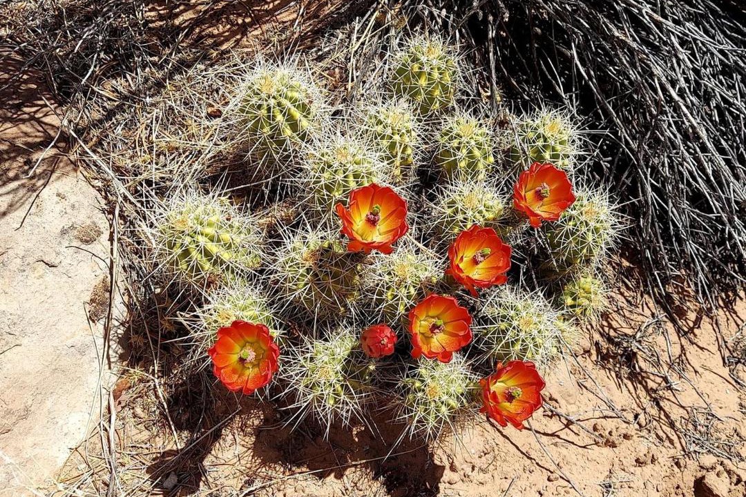 Photo of Others in Escalante