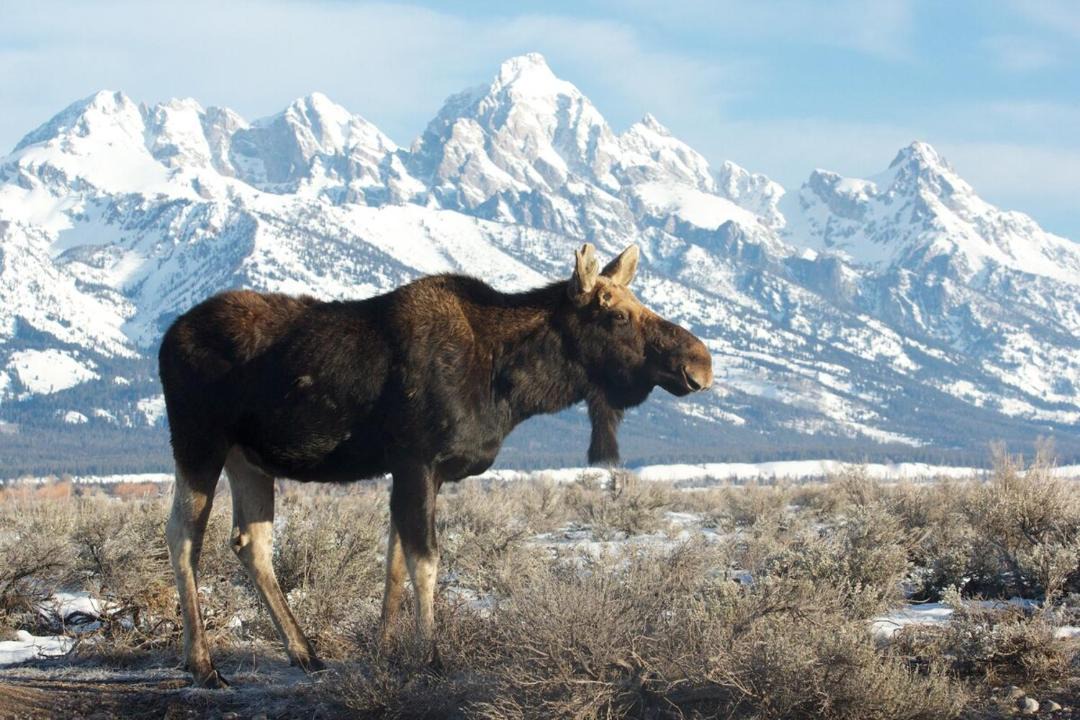 Photo of Others in Moose Wilson Road