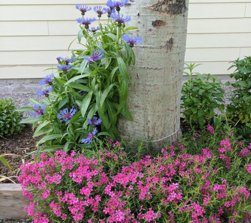 Photo of Outdoor in Moose Wilson Road