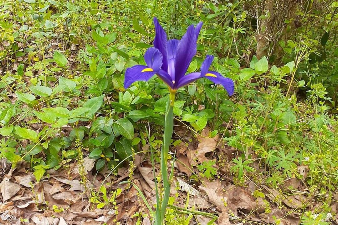 Photo of Outdoor in Wesson
