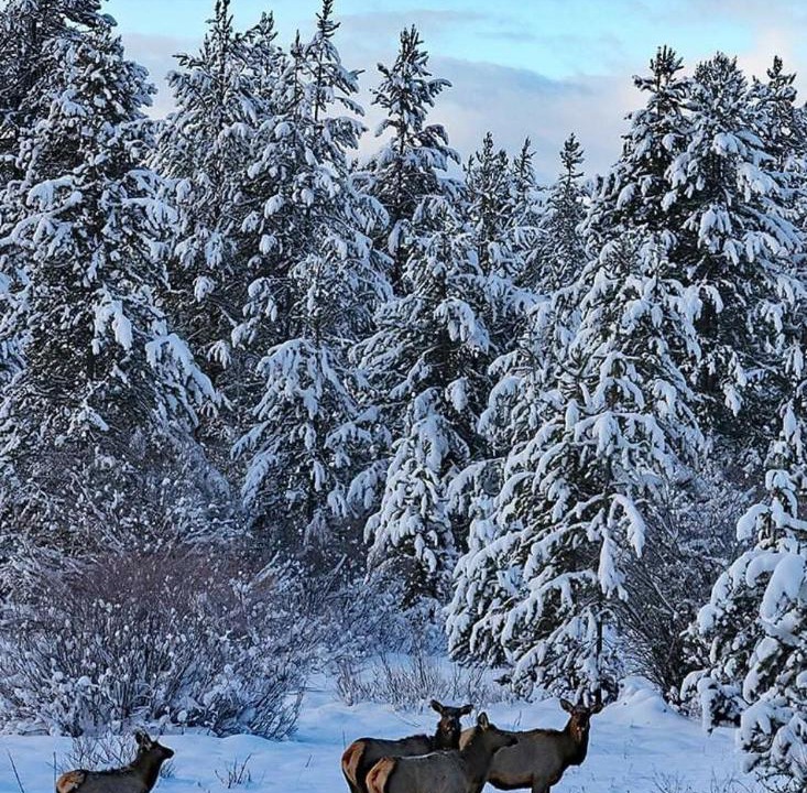 Photo of Others in New Meadows