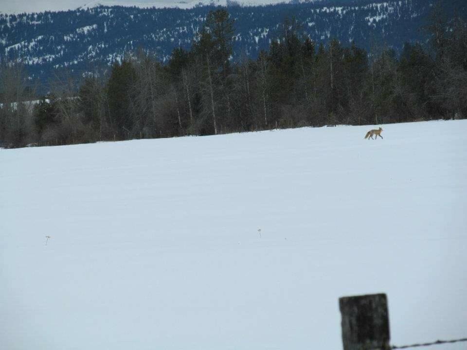 Photo of Others in New Meadows
