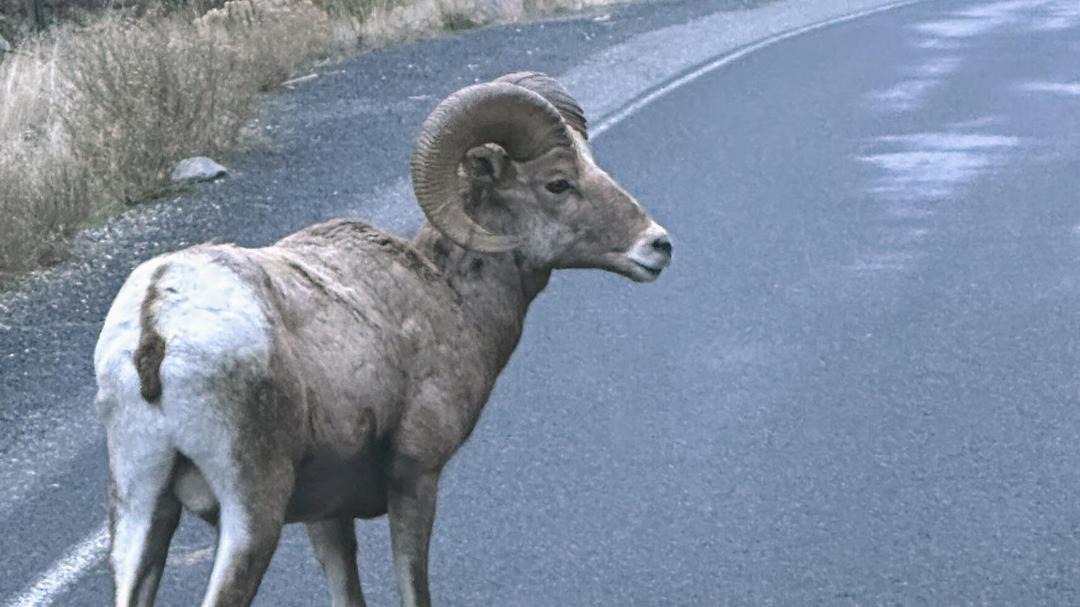 Photo of Others in Riggins Hot Springs