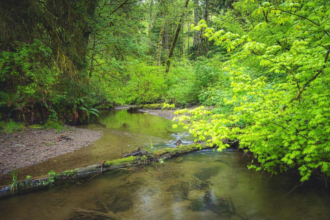 Photo of Others in Forks