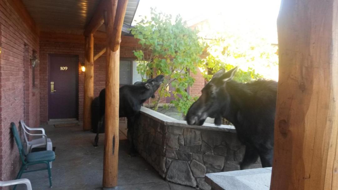 Photo of Others in Pinedale