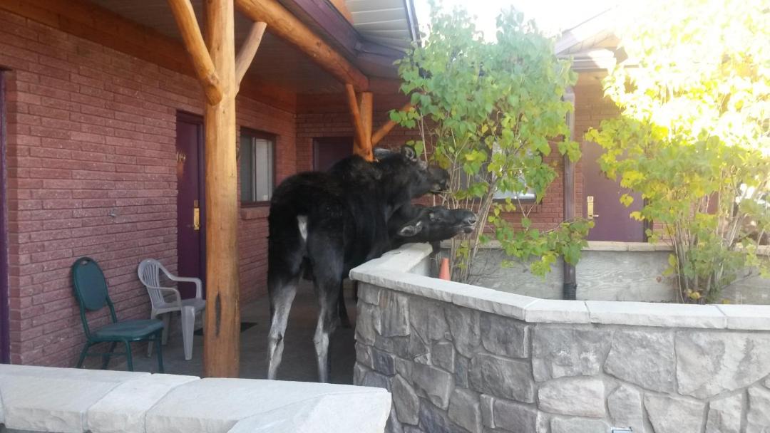 Photo of Others in Pinedale