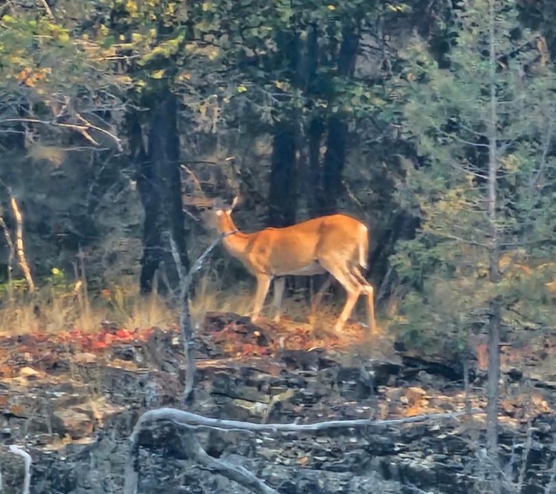 Photo of Others in Browning