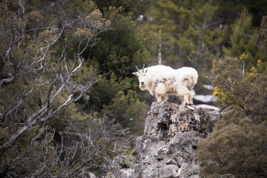 Photo of Others in Alpine Northwest