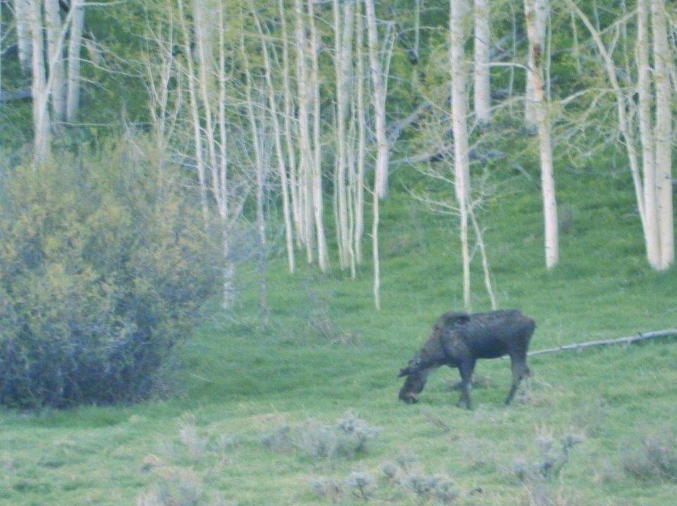 Photo of Others in Walden