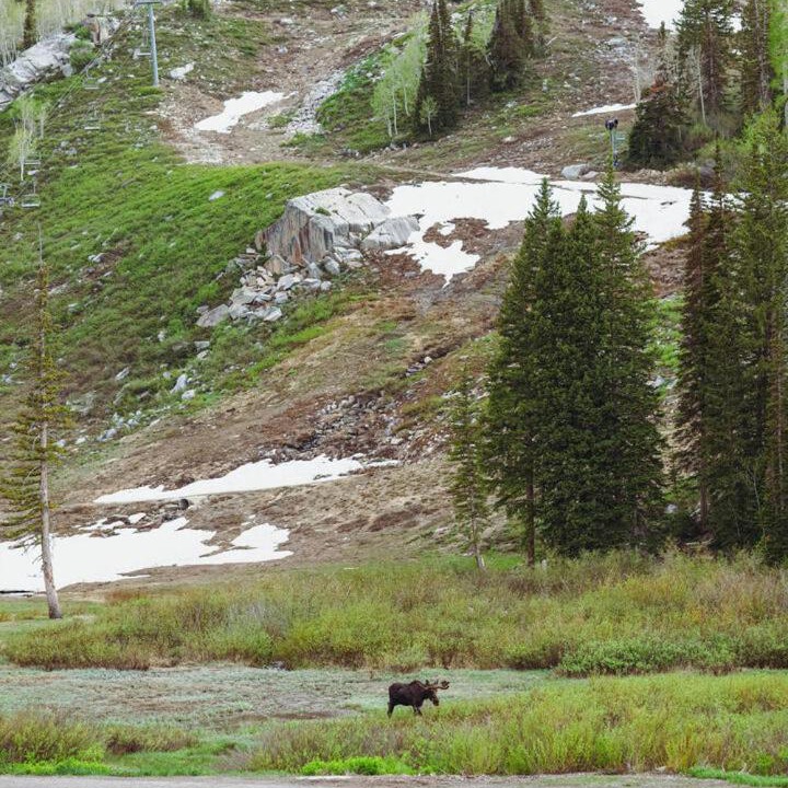 Photo of Others in Salt Lake Mountain Resorts