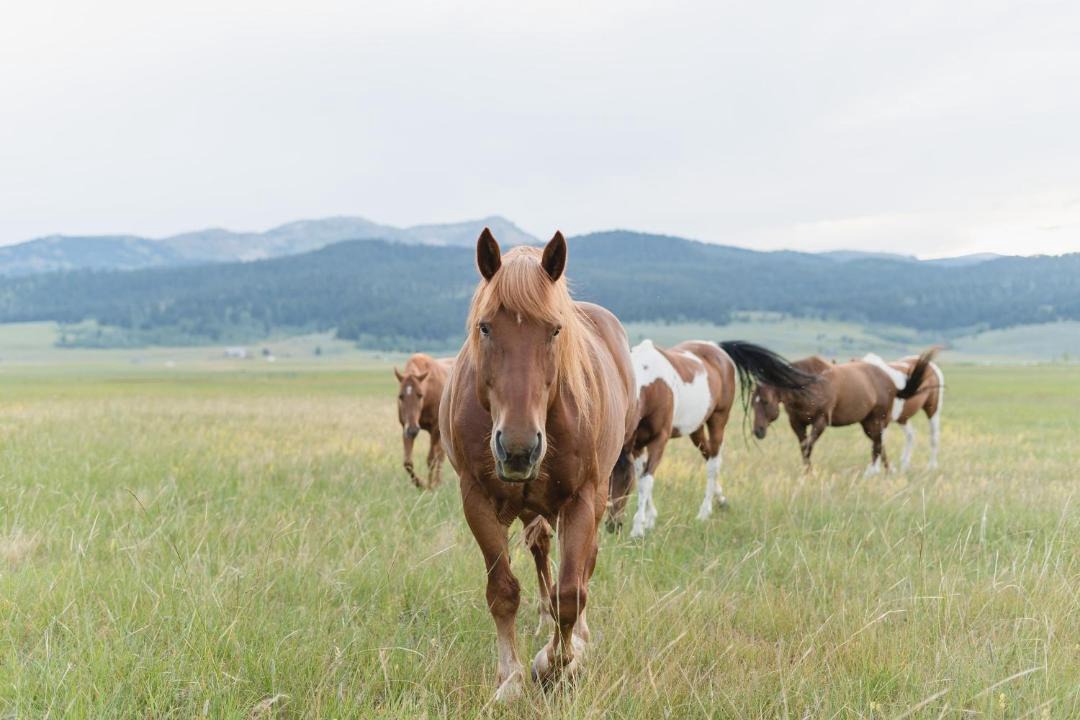 Photo of Others in West Yellowstone
