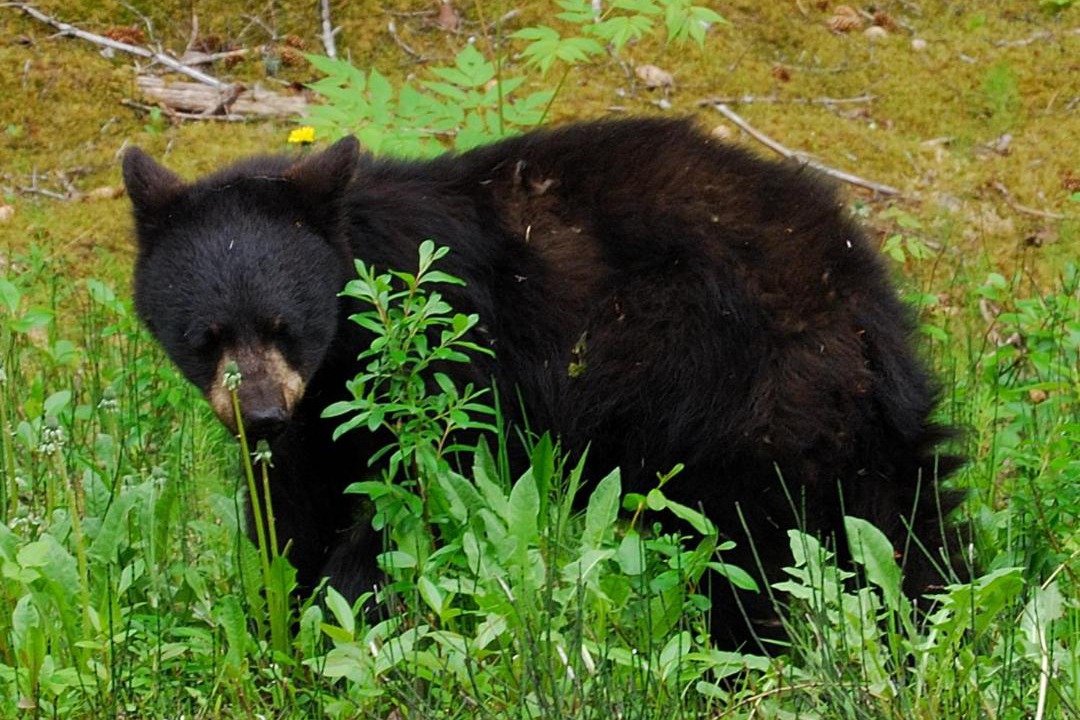 Photo of Others in Kalispell